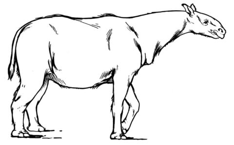 Paraceratherium Extinct Rhinoceros Like Mammal Coloring Page